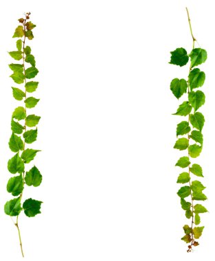 Sprig of ivy with green leaves isolated on a white background. Parthenocissus tricuspidata Veitchii, or Victoria creeper, or Boston Ivy clipart