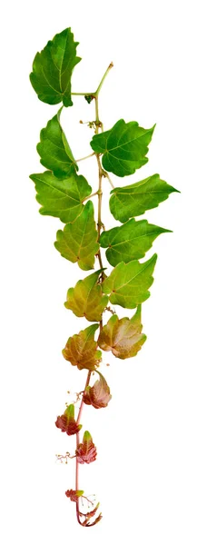 Sprig Hera Com Folhas Verdes Isoladas Fundo Branco Parthenocissus Tricuspidata — Fotografia de Stock