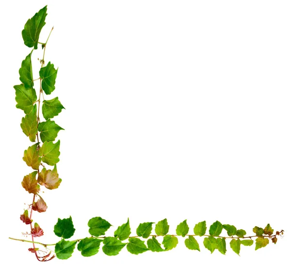 Sprig Muratti Vihreät Lehdet Eristetty Valkoisella Pohjalla Parthenocissus Tricuspidata Veitchii — kuvapankkivalokuva