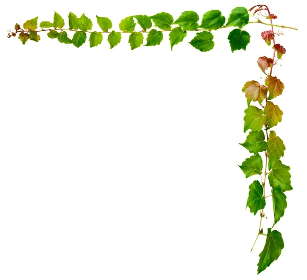 Sprig Ivy Green Leaves Isolated White Background Parthenocissus Tricuspidata Veitchii — Stock Photo, Image