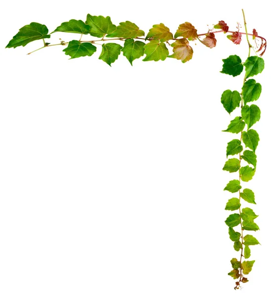 Sprig Hera Com Folhas Verdes Isoladas Fundo Branco Parthenocissus Tricuspidata — Fotografia de Stock