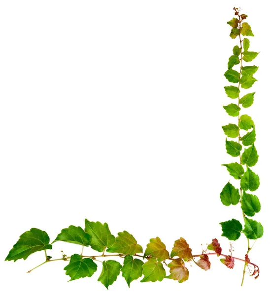 Sprig Hera Com Folhas Verdes Isoladas Fundo Branco Parthenocissus Tricuspidata — Fotografia de Stock