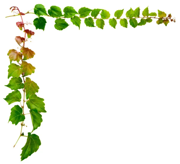 Sprig Hera Com Folhas Verdes Isoladas Fundo Branco Parthenocissus Tricuspidata — Fotografia de Stock