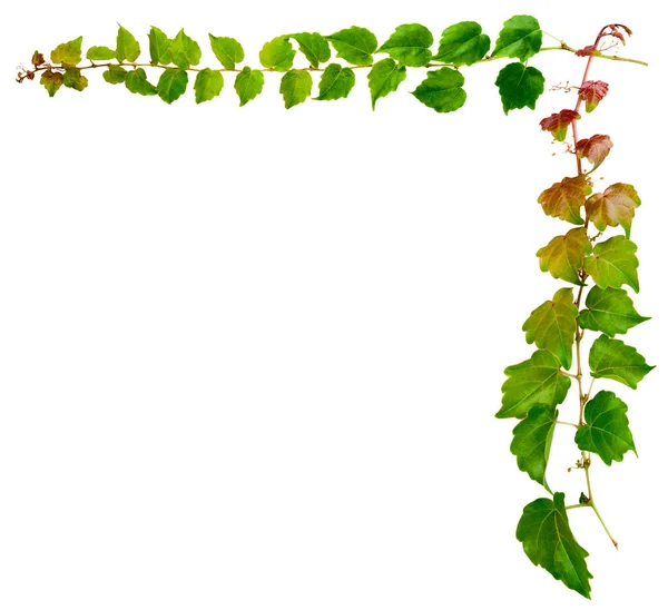 Sprig Hera Com Folhas Verdes Isoladas Fundo Branco Parthenocissus Tricuspidata — Fotografia de Stock