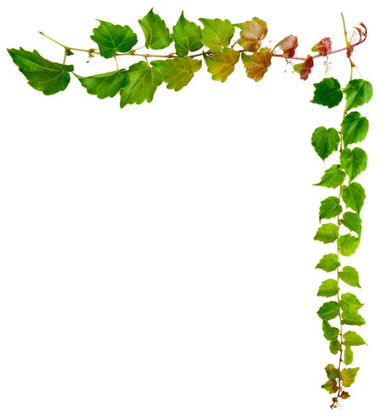 Sprig Ivy Green Leaves Isolated White Background Parthenocissus Tricuspidata Veitchii — Stock Photo, Image