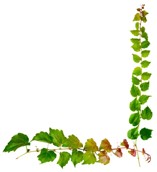 Sprig Bluszcz Zielonymi Liśćmi Izolowane Białym Tle Parthenocissus Tricuspidata Veitchii — Zdjęcie stockowe