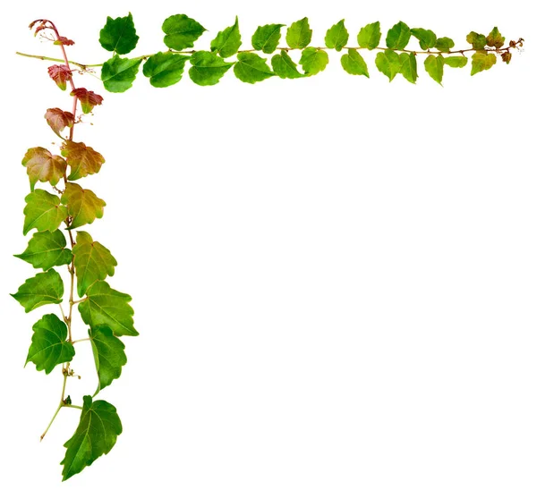 Sprig Ivy Green Leaves Isolated White Background Parthenocissus Tricuspidata Veitchii — Stock Photo, Image