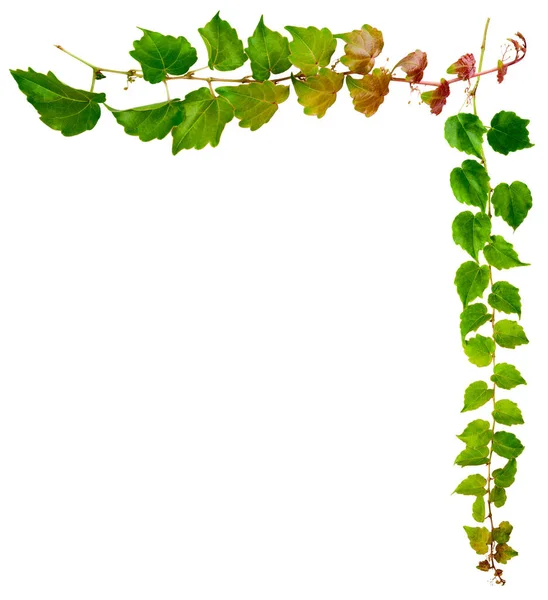Efeuzweig Mit Grünen Blättern Isoliert Auf Weißem Hintergrund Parthenocissus Tricuspidata — Stockfoto