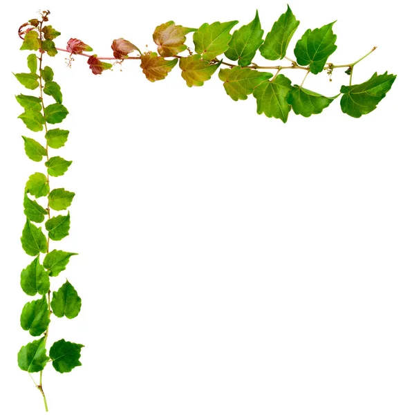 Sprig Muratti Vihreät Lehdet Eristetty Valkoisella Pohjalla Parthenocissus Tricuspidata Veitchii — kuvapankkivalokuva