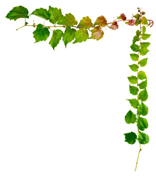 Sprig Hera Com Folhas Verdes Isoladas Fundo Branco Parthenocissus Tricuspidata — Fotografia de Stock