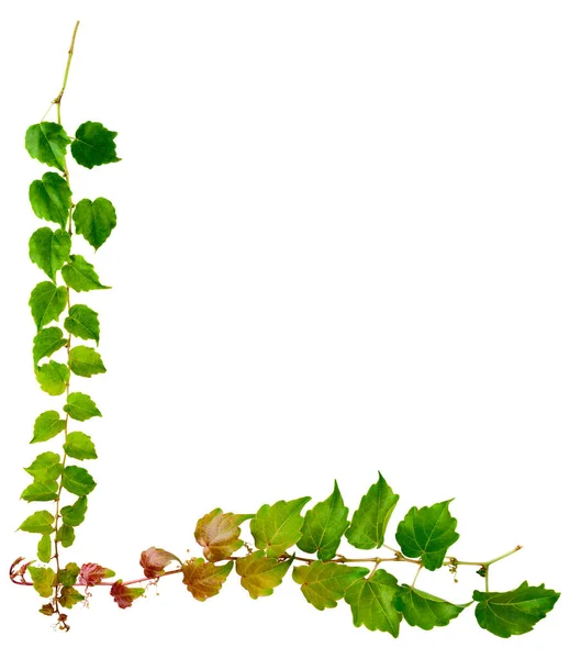 一枝绿叶常春藤 背景为白色 三尖杉 Parthenocissus Tricuspidata Veitchii 或维多利亚爬虫 Victoria Creeper 或波士顿常春藤 — 图库照片