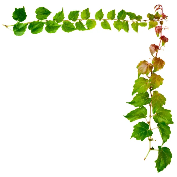 Sprig Hera Com Folhas Verdes Isoladas Fundo Branco Parthenocissus Tricuspidata — Fotografia de Stock