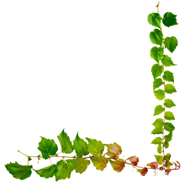 Sprig Edera Con Foglie Verdi Isolate Uno Sfondo Bianco Parthenocissus — Foto Stock