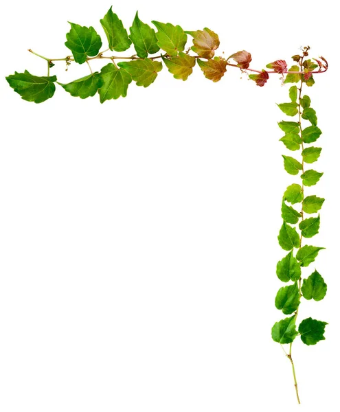 Sprig Břečťanu Zelenými Listy Izolovanými Bílém Pozadí Parthenocissus Tricuspidata Veitchii — Stock fotografie