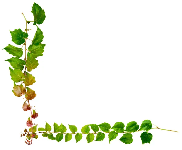 Sprig Muratti Vihreät Lehdet Eristetty Valkoisella Pohjalla Parthenocissus Tricuspidata Veitchii — kuvapankkivalokuva