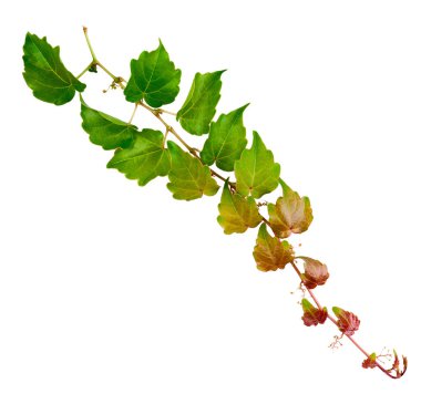 Beyaz arka planda yeşil yapraklı sarmaşık şerbeti. Partenocissus tricuspidata Veitchii, veya Victoria creeper, veya Boston Ivy