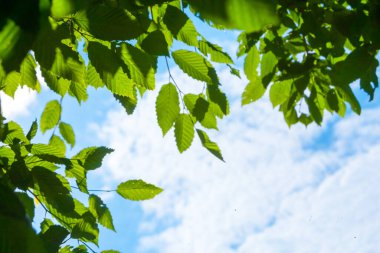 Arka planda güneş ışığı ve dalda taze yeşil yapraklar ve ormanda gün ışığı var.