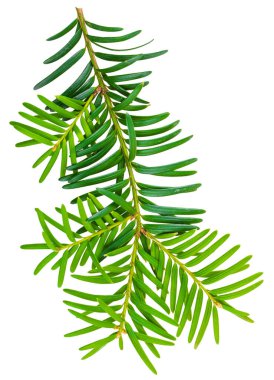 Beyaz arka planda izole edilmiş porsuk dalı