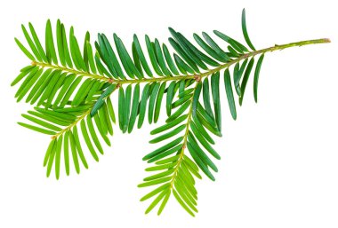 Beyaz arka planda izole edilmiş porsuk dalı