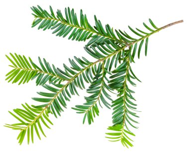 Beyaz arka planda izole edilmiş porsuk dalı