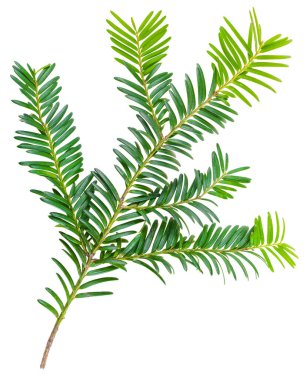 Beyaz arka planda izole edilmiş porsuk dalı