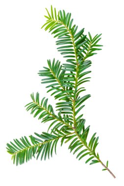 Beyaz arka planda izole edilmiş porsuk dalı