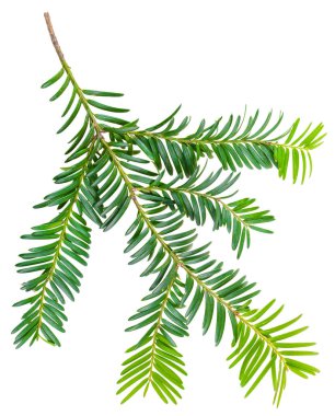 Beyaz arka planda izole edilmiş porsuk dalı