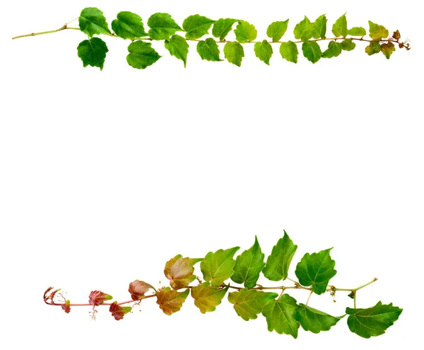 Prig Murgröna Med Gröna Blad Isolerad Vit Bakgrund Parthenocissus Tricuspidata — Stockfoto