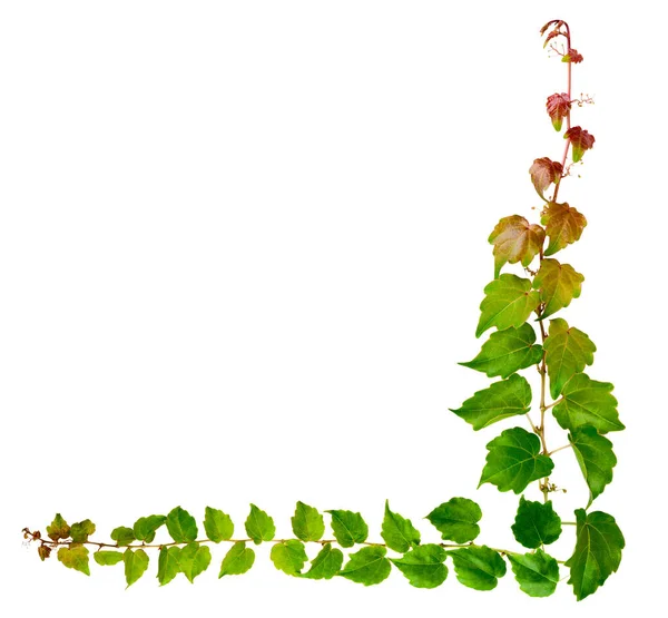 Efeuzweig Mit Grünen Blättern Isoliert Auf Weißem Hintergrund Parthenocissus Tricuspidata — Stockfoto