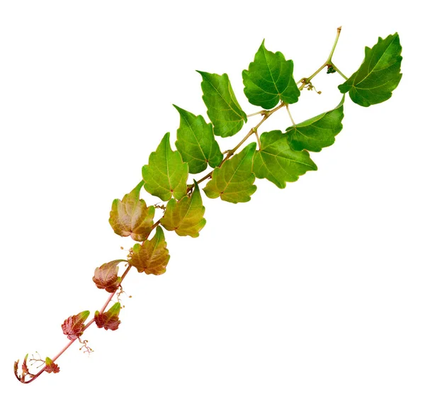 Sprig Hera Com Folhas Verdes Isoladas Fundo Branco Parthenocissus Tricuspidata — Fotografia de Stock