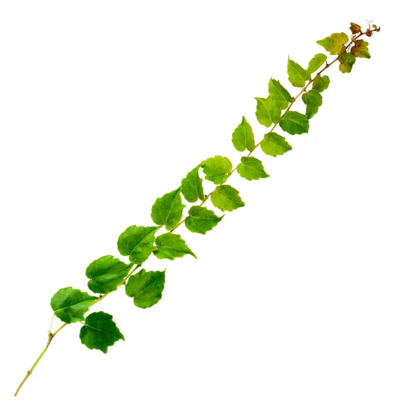 Sprig Hera Com Folhas Verdes Isoladas Fundo Branco Parthenocissus Tricuspidata — Fotografia de Stock