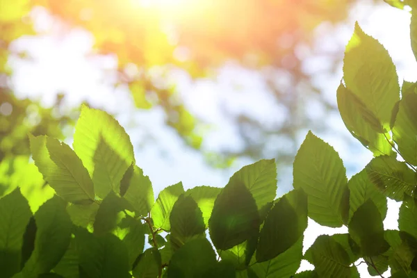 Hintergrund Mit Sonnenstrahl Und Frischen Grünen Blättern Ast Mit Tageslicht — Stockfoto