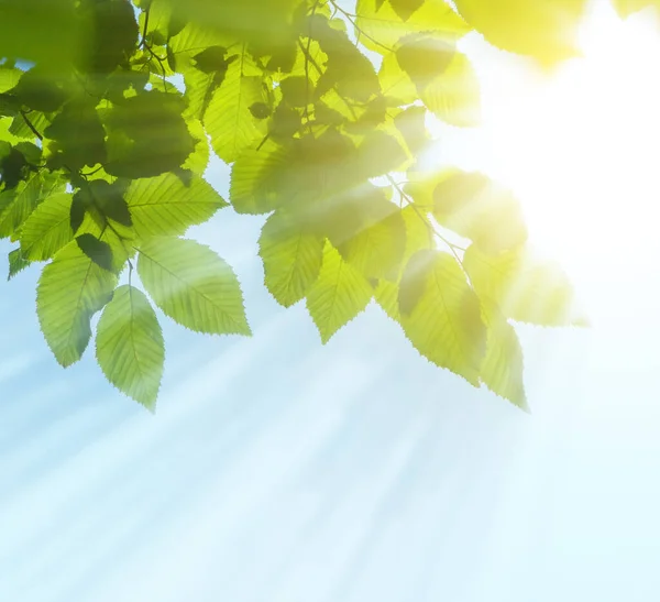 Hintergrund Mit Sonnenstrahl Und Frischen Grünen Blättern Ast Mit Tageslicht — Stockfoto