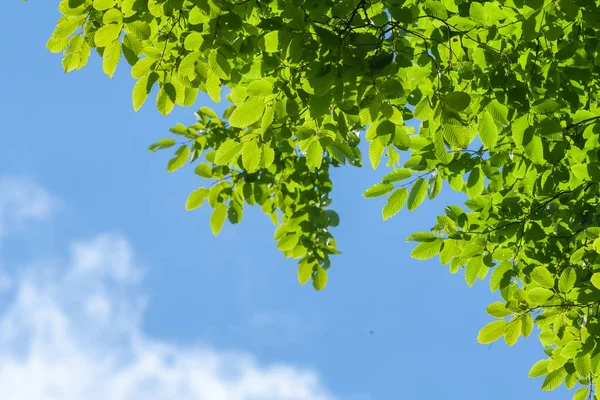 Fundo Com Raio Sol Folhas Verdes Frescas Ramo Com Luz — Fotografia de Stock