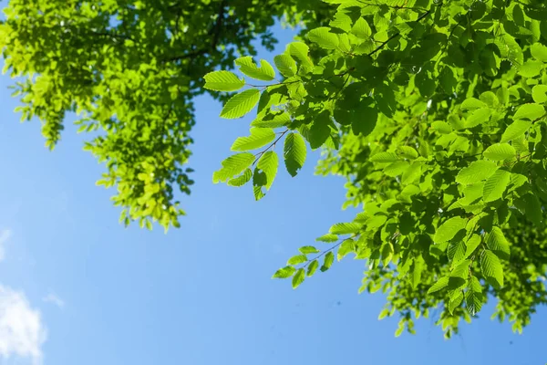 Hintergrund Mit Sonnenstrahl Und Frischen Grünen Blättern Ast Mit Tageslicht — Stockfoto