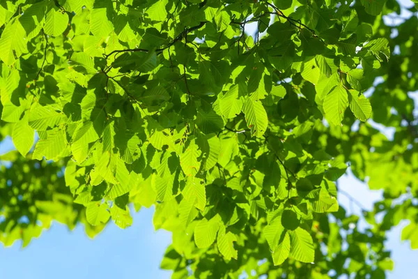 Fundo Com Raio Sol Folhas Verdes Frescas Ramo Com Luz — Fotografia de Stock