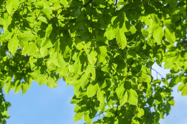 Fundo Com Raio Sol Folhas Verdes Frescas Ramo Com Luz — Fotografia de Stock