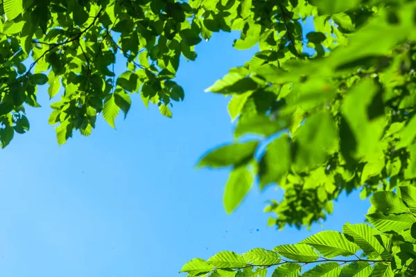 Hintergrund Mit Sonnenstrahl Und Frischen Grünen Blättern Ast Mit Tageslicht — Stockfoto