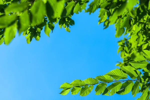 Hintergrund Mit Sonnenstrahl Und Frischen Grünen Blättern Ast Mit Tageslicht — Stockfoto