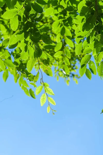 Hintergrund Mit Sonnenstrahl Und Frischen Grünen Blättern Ast Mit Tageslicht — Stockfoto