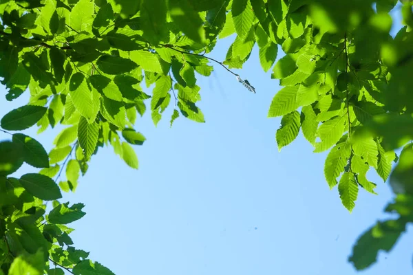 Hintergrund Mit Sonnenstrahl Und Frischen Grünen Blättern Ast Mit Tageslicht — Stockfoto