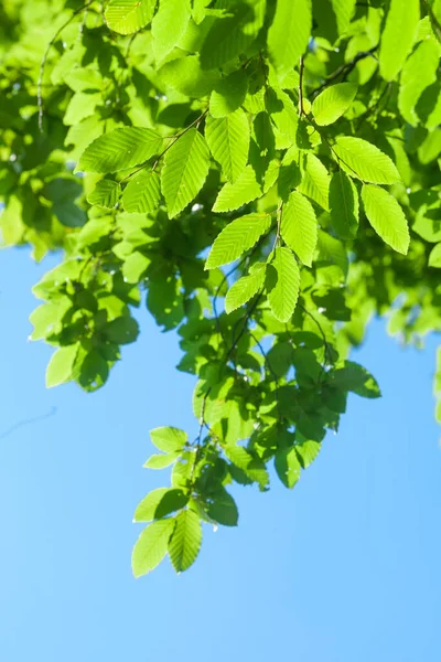 Fundo Com Raio Sol Folhas Verdes Frescas Ramo Com Luz — Fotografia de Stock