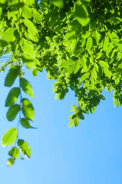 Fundo Com Raio Sol Folhas Verdes Frescas Ramo Com Luz — Fotografia de Stock