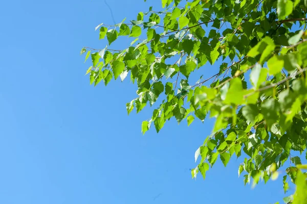 Fundo Com Raio Sol Folhas Verdes Frescas Ramo Com Luz — Fotografia de Stock