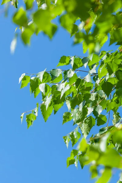 Fundo Com Raio Sol Folhas Verdes Frescas Ramo Com Luz — Fotografia de Stock