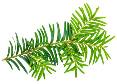 Beyaz arka planda izole edilmiş porsuk dalı