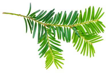 Beyaz arka planda izole edilmiş porsuk dalı