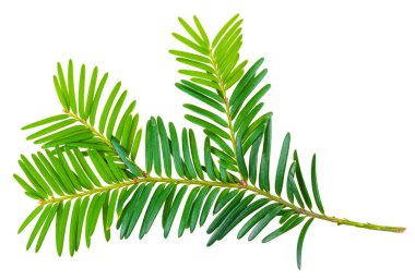 Beyaz arka planda izole edilmiş porsuk dalı