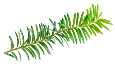 Beyaz arka planda izole edilmiş porsuk dalı