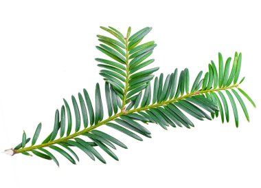 Beyaz arka planda izole edilmiş porsuk dalı